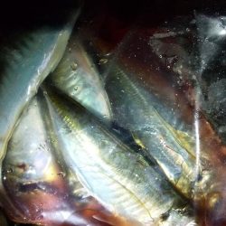 寒波の前にアジ調査。