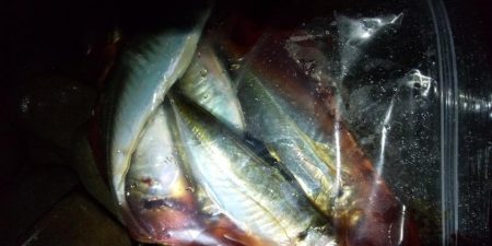 寒波の前にアジ調査。