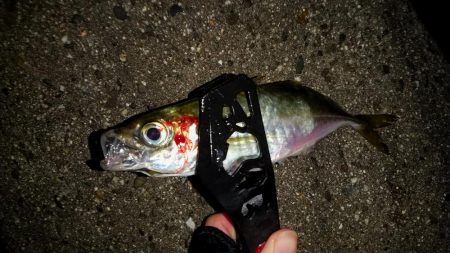 表層ハイアピール