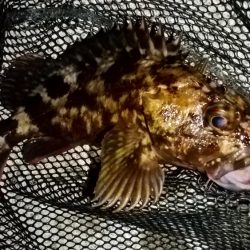 ストラクチャー際