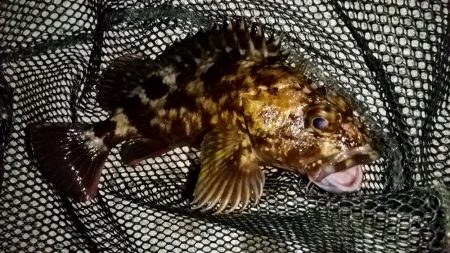 ストラクチャー際