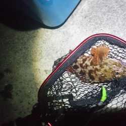 久々のガッシー