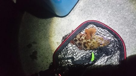 久々のガッシー