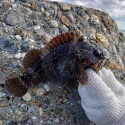 釣り納めは穴釣りで腹パンのソイ