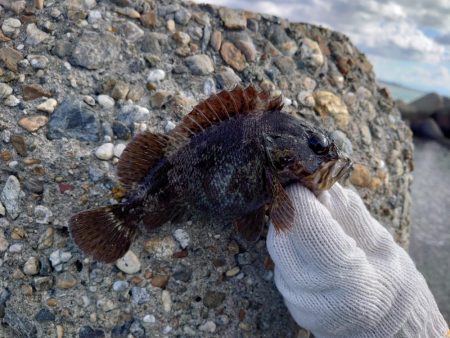 釣り納めは穴釣りで腹パンのソイ