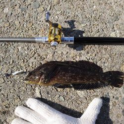 今回はクジメのナイスサイズ！