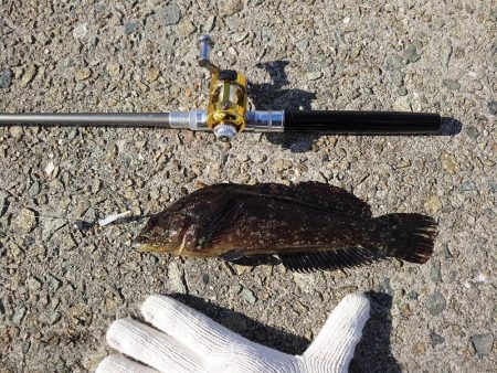 今回はクジメのナイスサイズ！