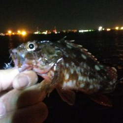 タチウオ1 アジ1 ガシラ2