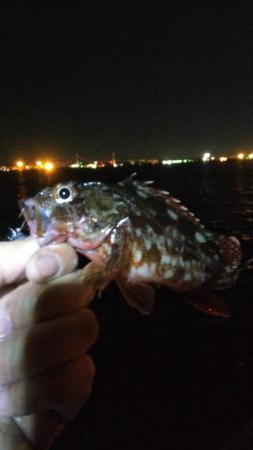 タチウオ1 アジ1 ガシラ2