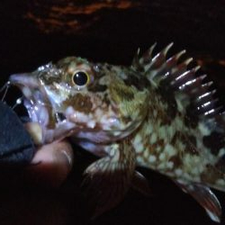 タチウオ1  ガシラ1