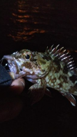 タチウオ1  ガシラ1