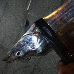 タチウオ(F4.5)×1