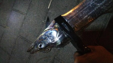 タチウオ(F4.5)×1