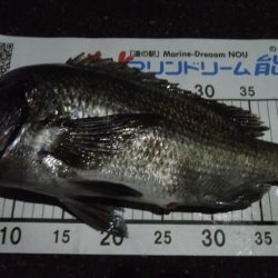 ミノーで良型チヌ！