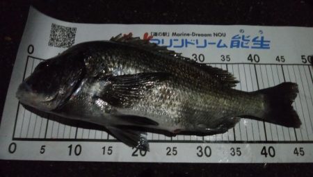 ミノーで良型チヌ！