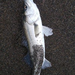 サーフシーバス3連発！