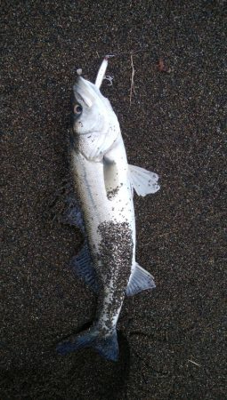 サーフシーバス3連発！