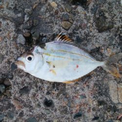 釣り納めアジング　浅ダナで連発