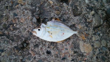 釣り納めアジング　浅ダナで連発