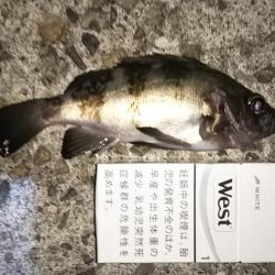 良型アジとメバリング!