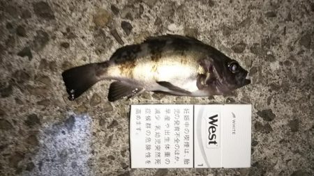 良型アジとメバリング!