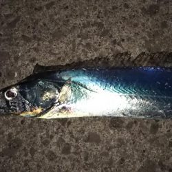 30分短時間釣行!狙い通り