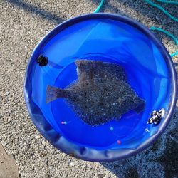 シタビラメは良型!