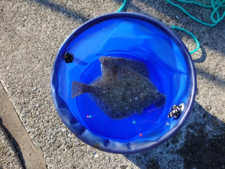 シタビラメは良型!