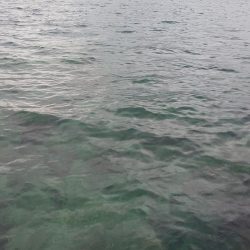 毎度です。小アジすら厳しくなってきました。