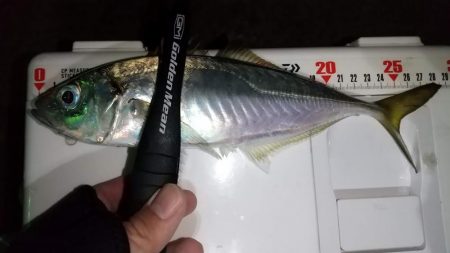 ライトゲームで6目釣り