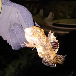 ガシラばっかり