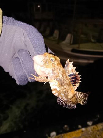 ガシラばっかり