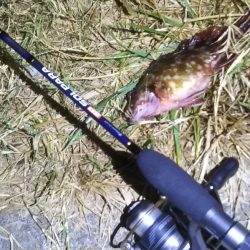 アジングのつもりが……