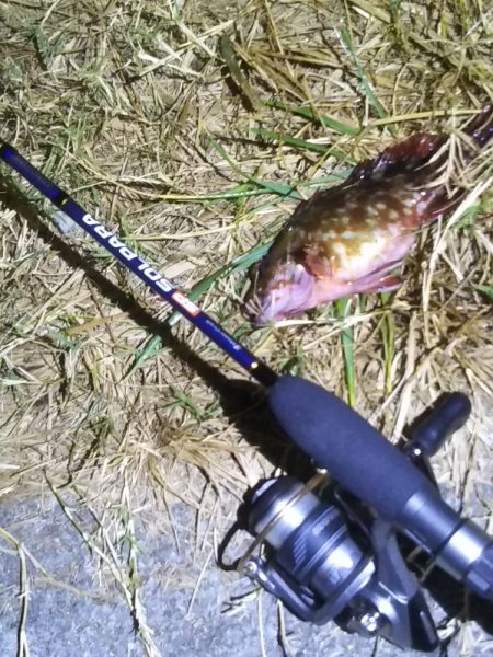 アジングのつもりが……