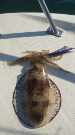 今年ラストエギング