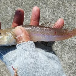 東二見・江井島のキス調査