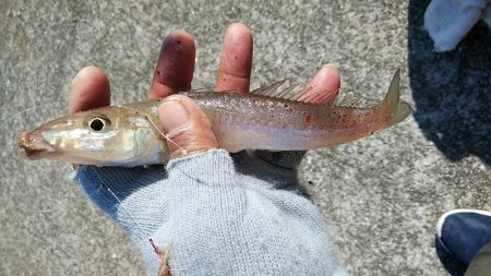 東二見・江井島のキス調査