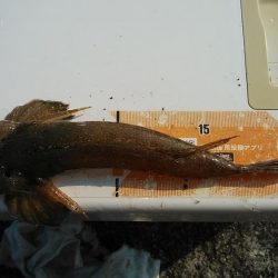 東二見白灯台波止でキス調査