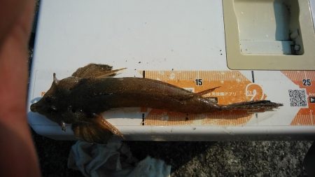 東二見白灯台波止でキス調査