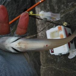 東二見・江井ヶ島釣行