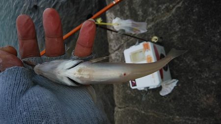 東二見・江井ヶ島釣行