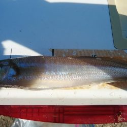 東二見で良型キス爆釣