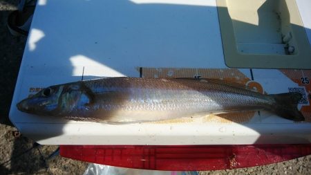 東二見で良型キス爆釣