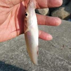 15時から東二見へキス調査