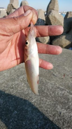 15時から東二見へキス調査