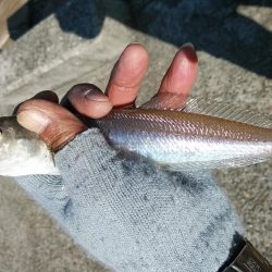 ９時から東二見のキス調査