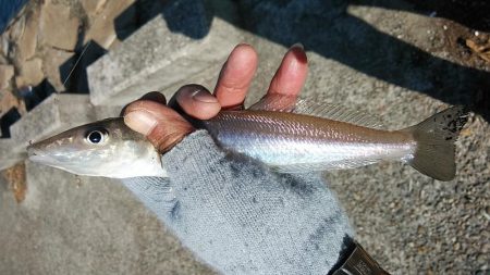 ９時から東二見のキス調査