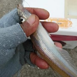 江井ヶ島のキス調査