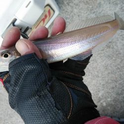 東二見へキス調査