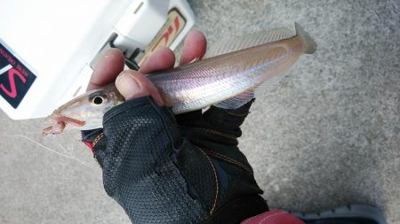 東二見へキス調査